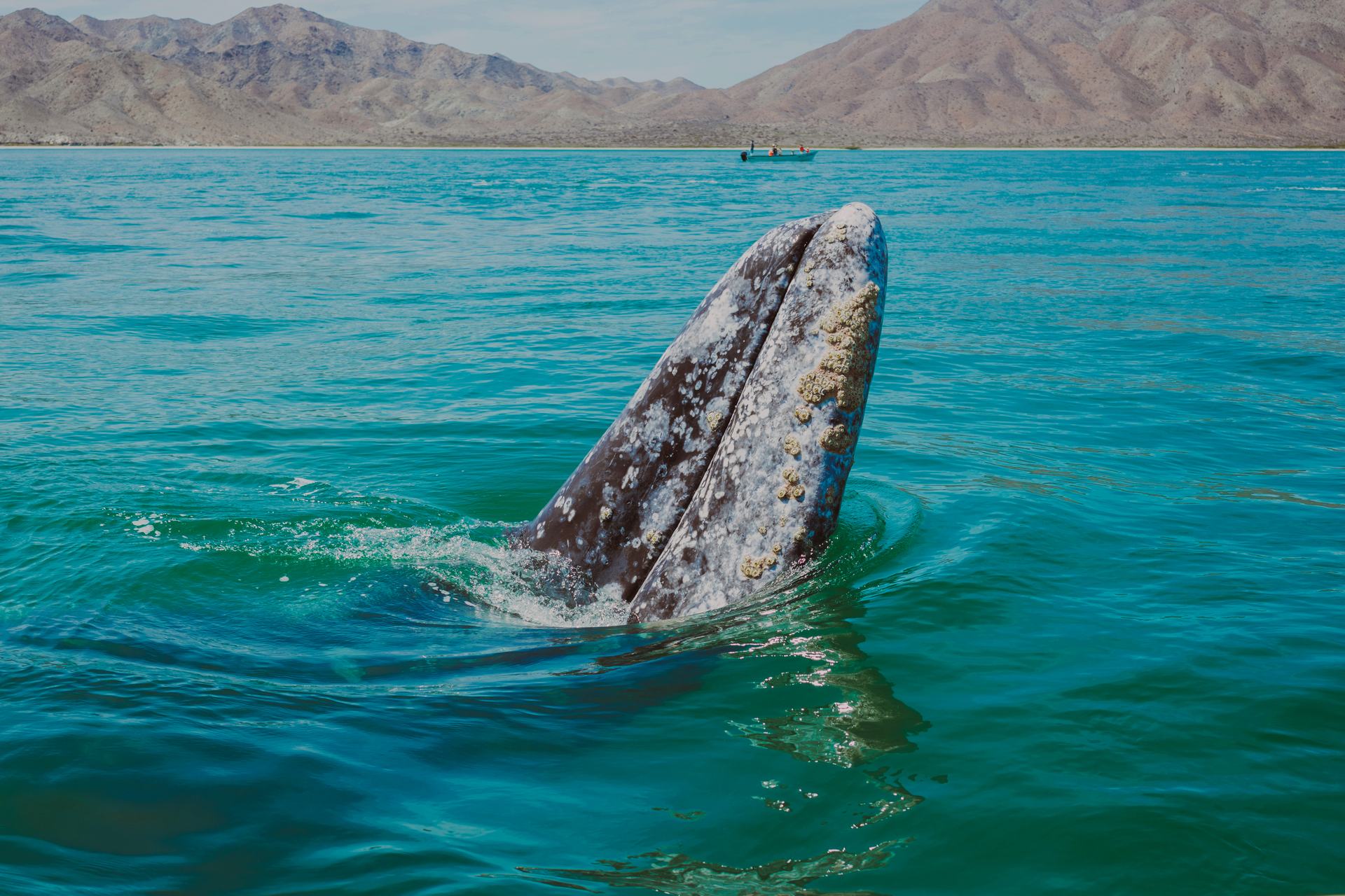 Avistamiento de ballena gris — Pita's Tours