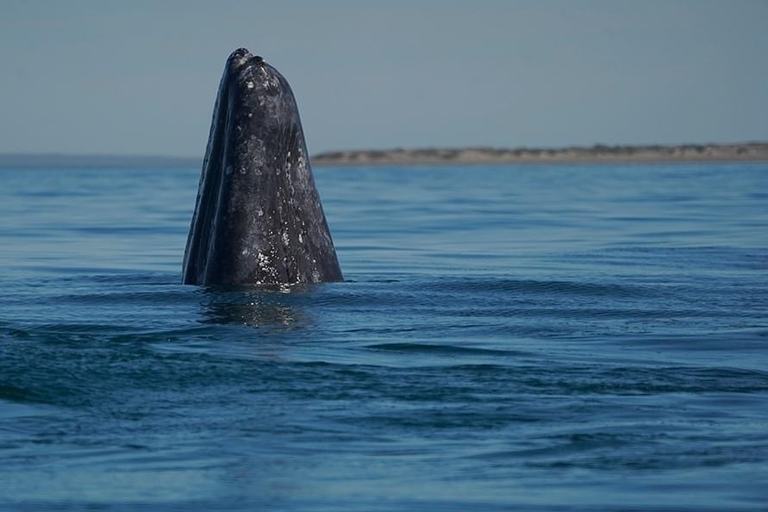 Avistamiento de ballena gris — Pita's Tours (4)
