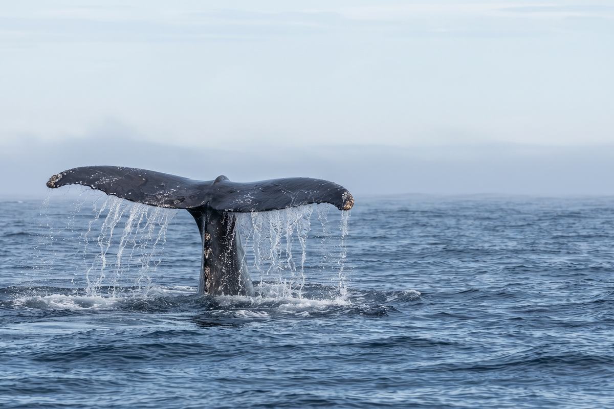 Avistamiento de ballena gris — Pita's Tours (6)