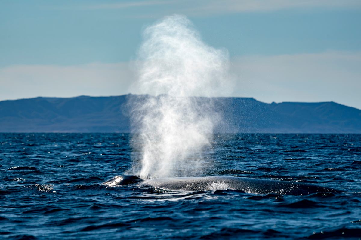 Avistamiento de ballena gris — Pita's Tours (5)