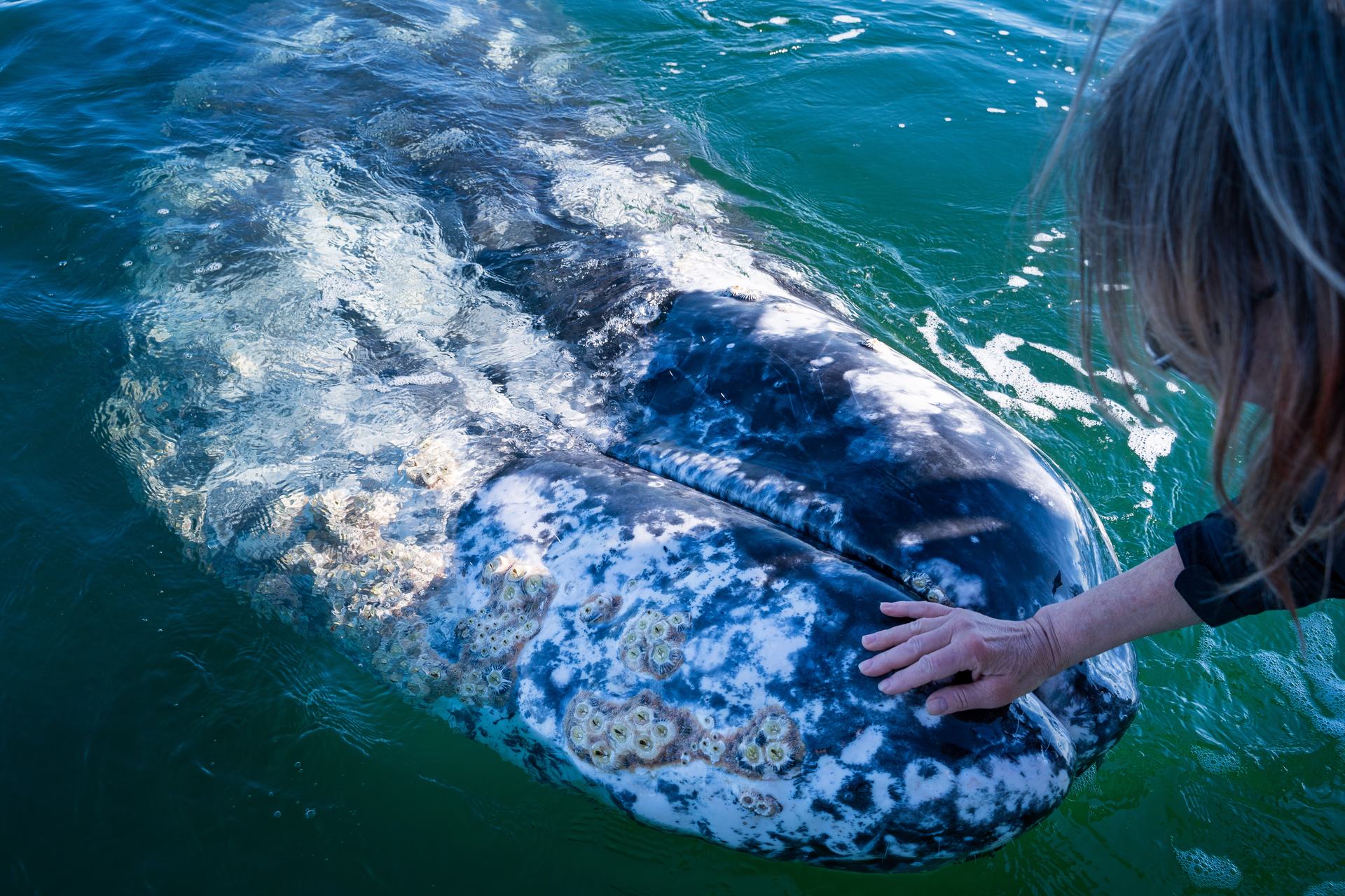 Avistamiento de ballena gris — Pita's Tours (1)