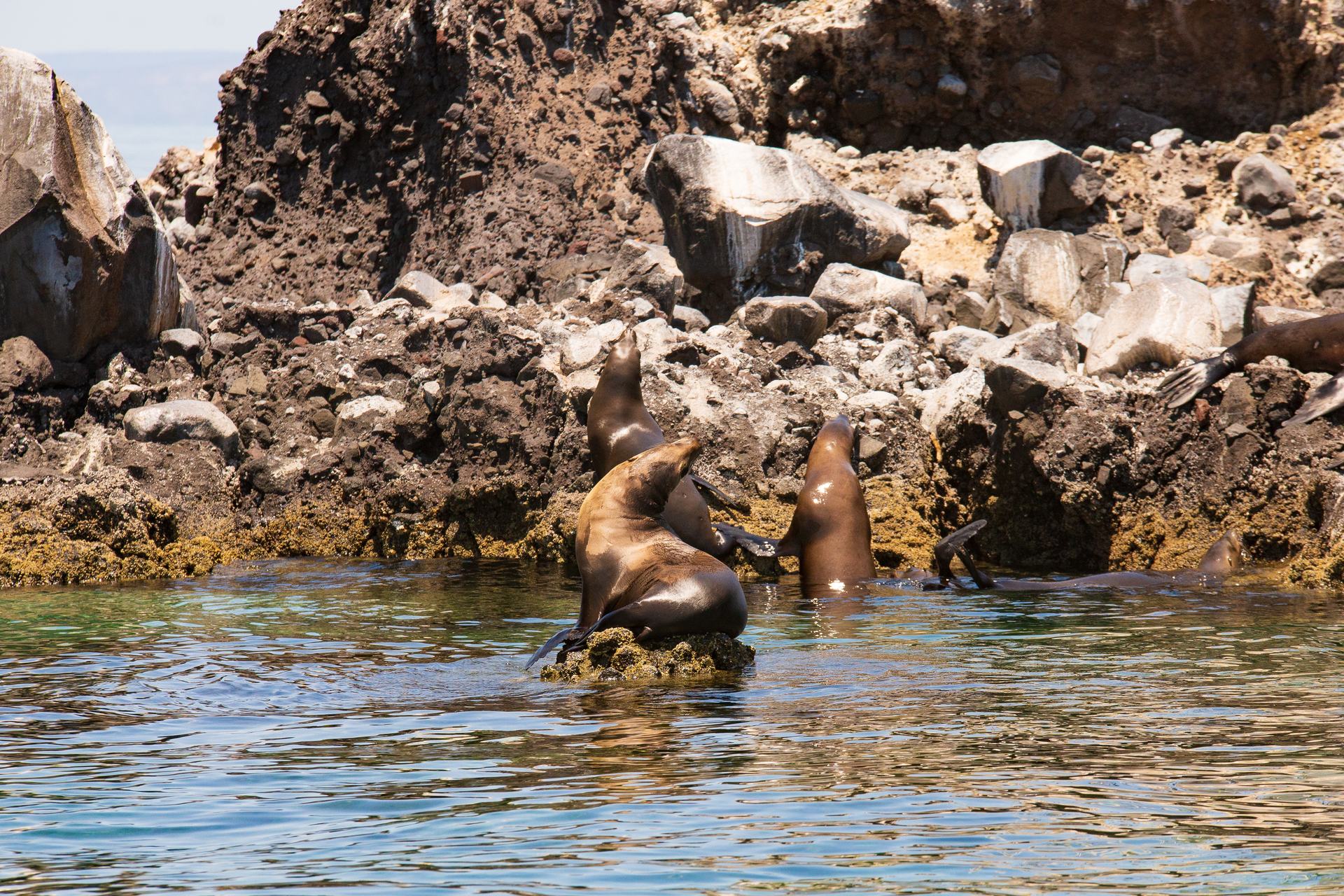 Isla Espíritu Santo — Pita's Tours