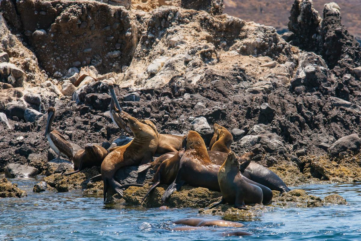 Isla Espíritu Santo — Pita's Tours (4)