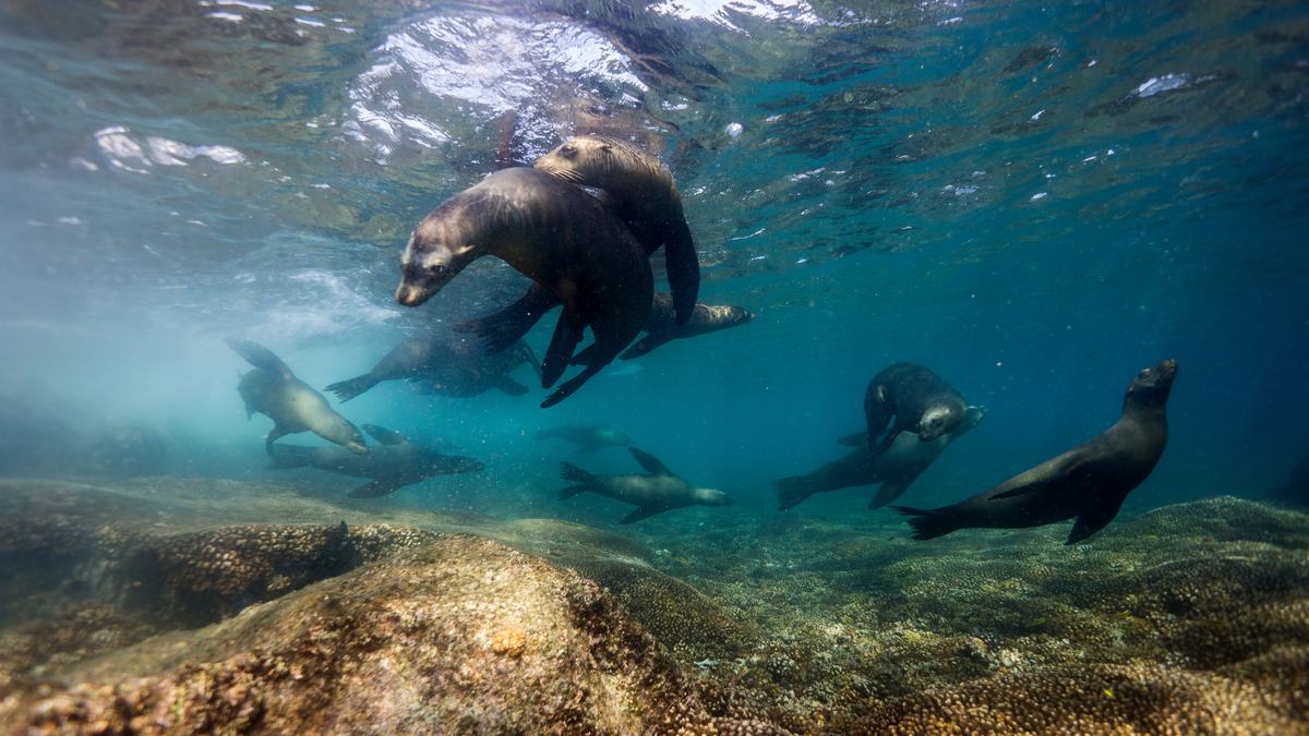 Isla Espíritu Santo — Pita's Tours (3)