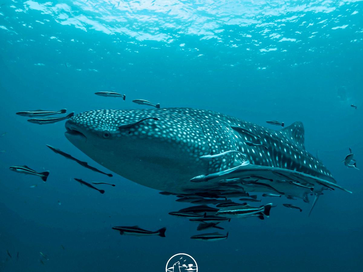 Nado con tiburón ballena — Pita's Tours