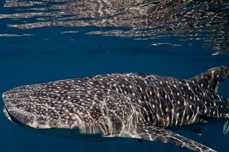 Nado con tiburón ballena — Pita's Tours (2)