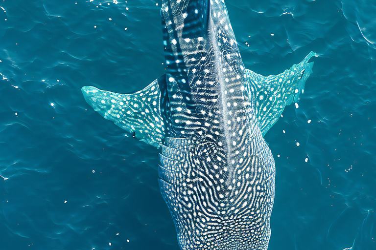 Nado con tiburón ballena — Pita's Tours (3)